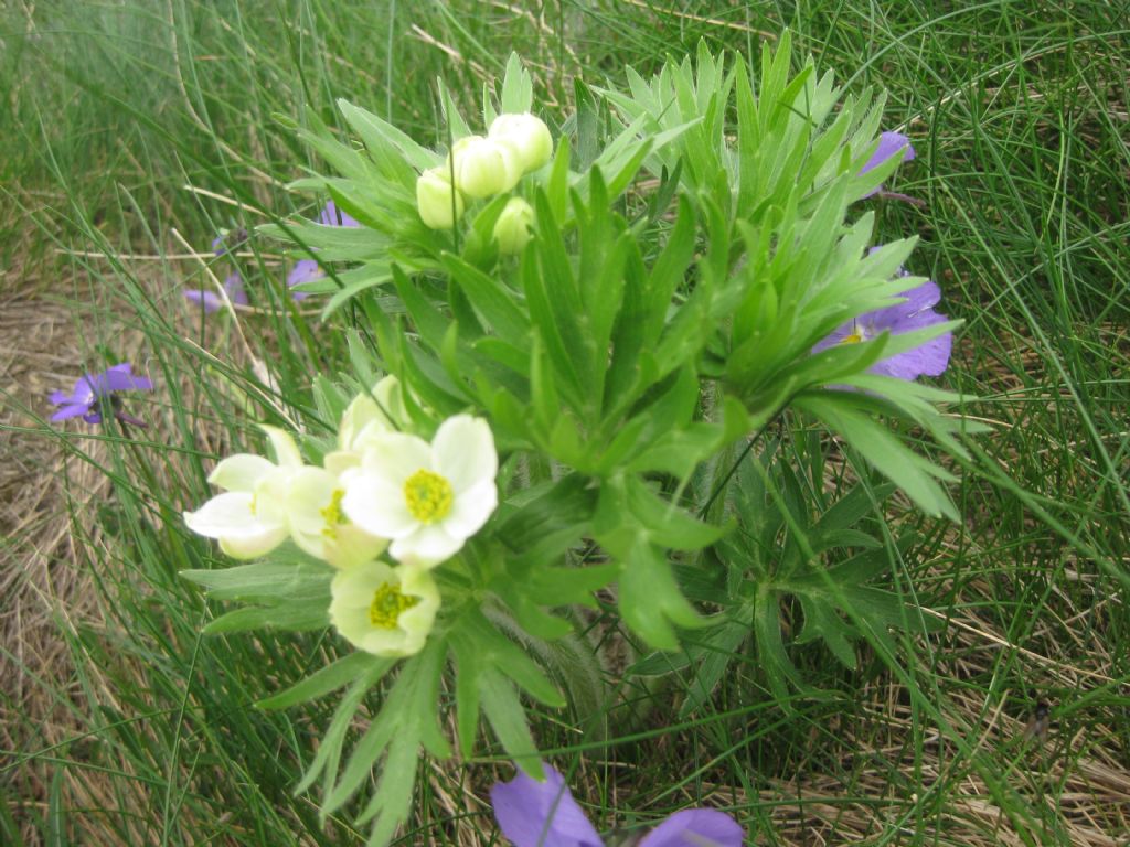 Valgrande di Lanzo - Anemonastrum narcissiflorum